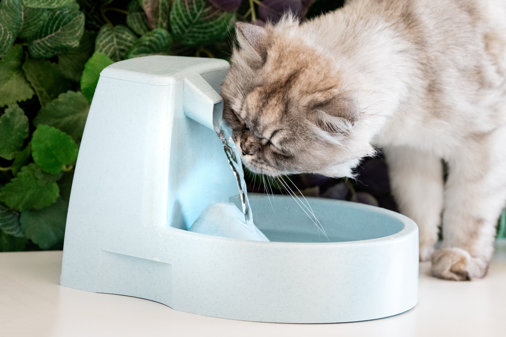 A fonte de água para gatos estimula a hidratação do pet
