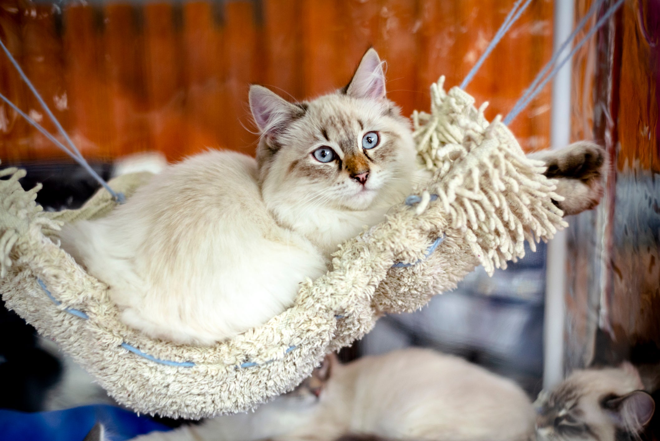 A rede de cadeira para gatos é o espacinho perfeito para o seu pet descansar