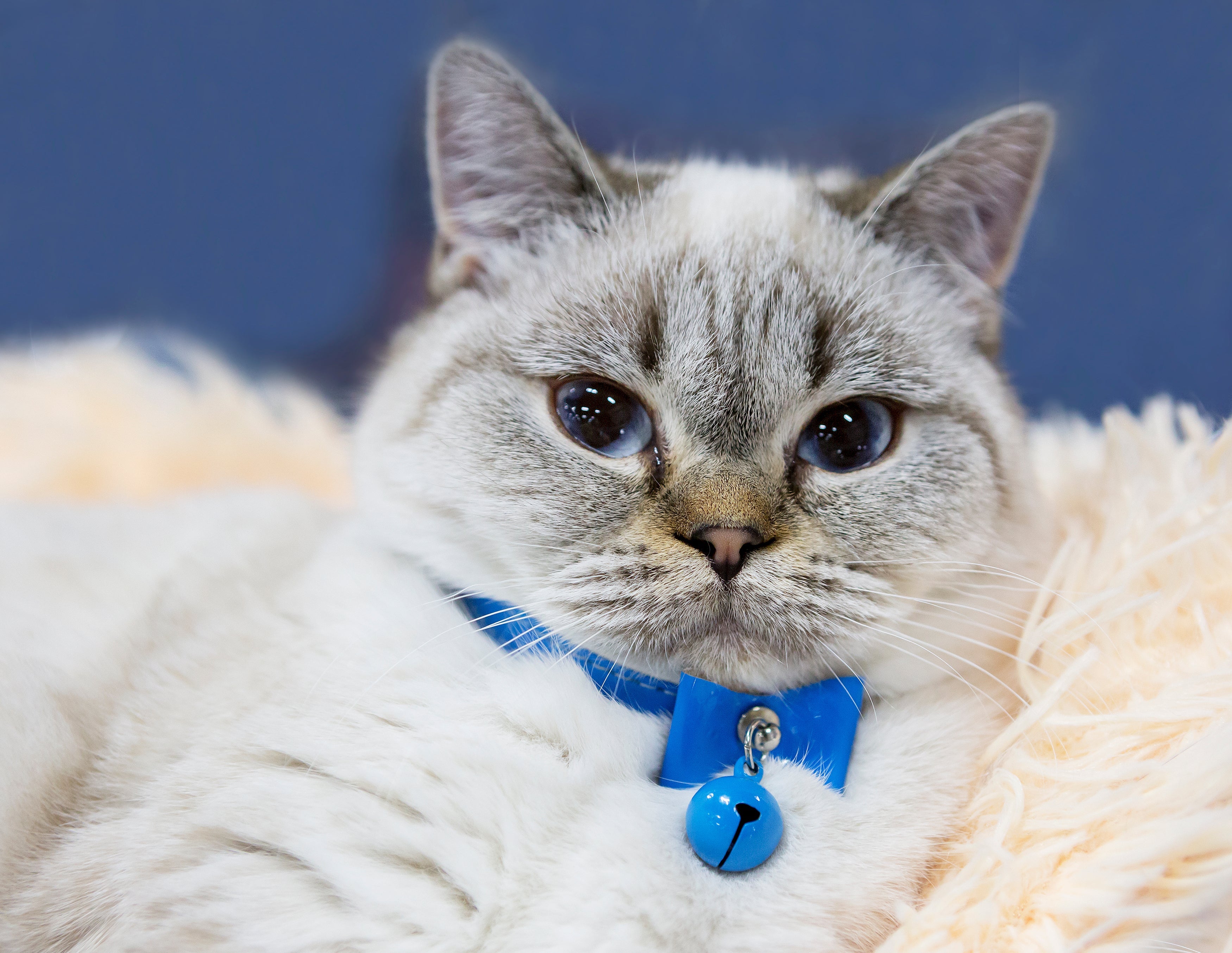 A coleira para gatos com identificação é um item fundamental, principalmente para gatinhos que tem o costume de fugir