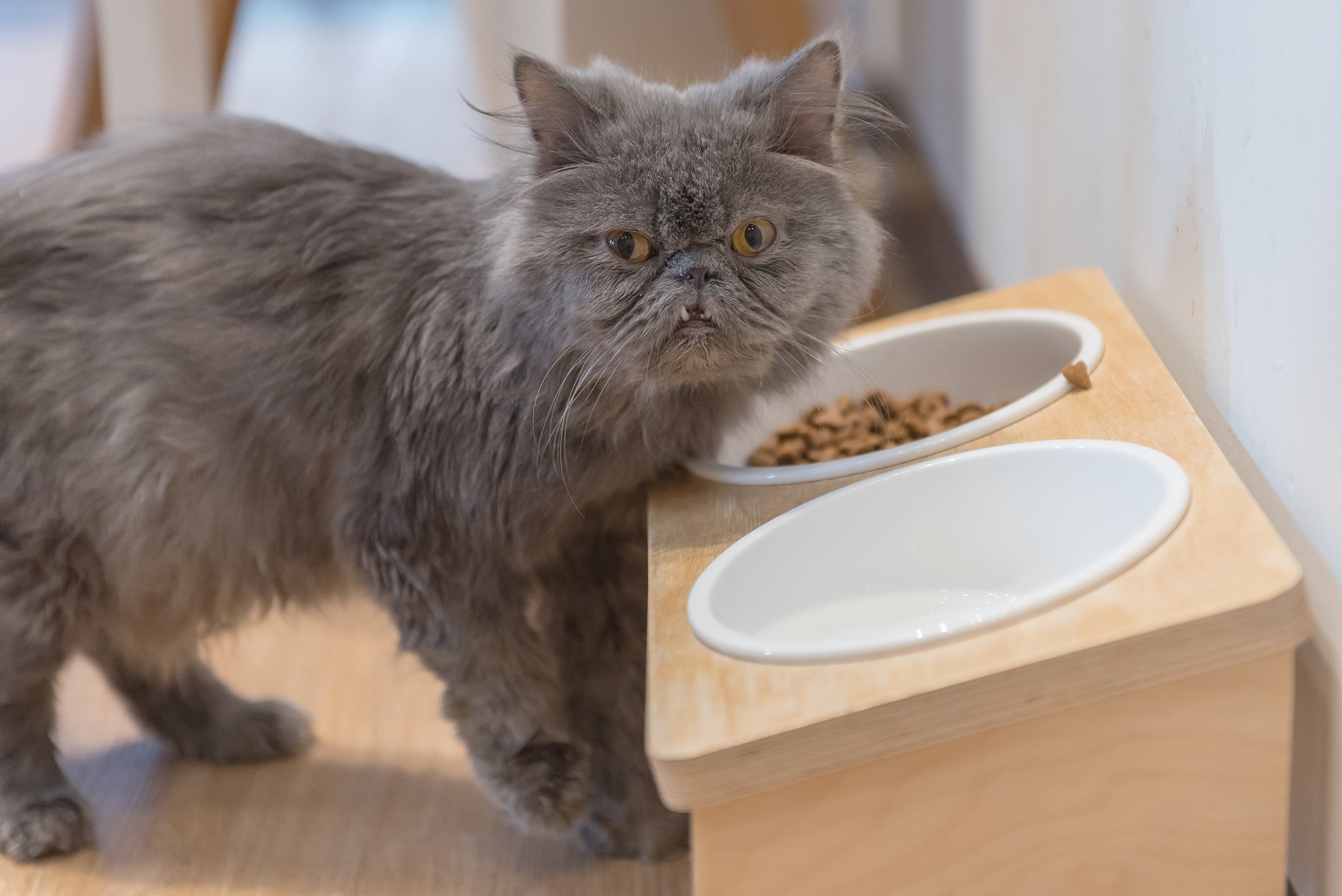 A altura do comedouro para gatos contribui para digestão correta do alimento