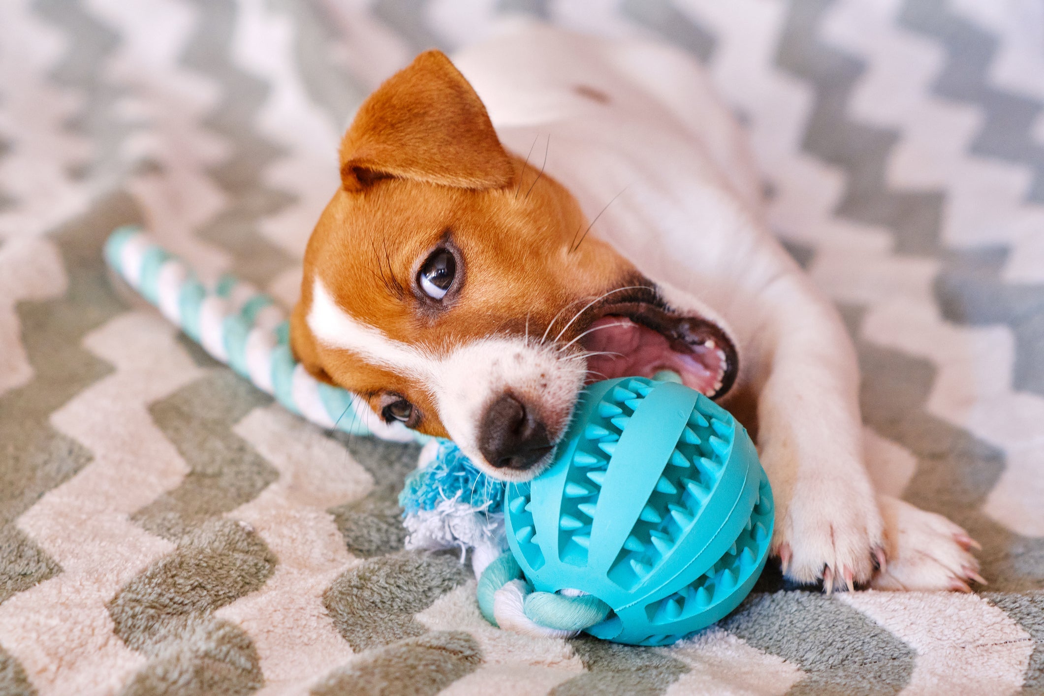 O cachorro estressado pode aliviar as tensões com um mordedor