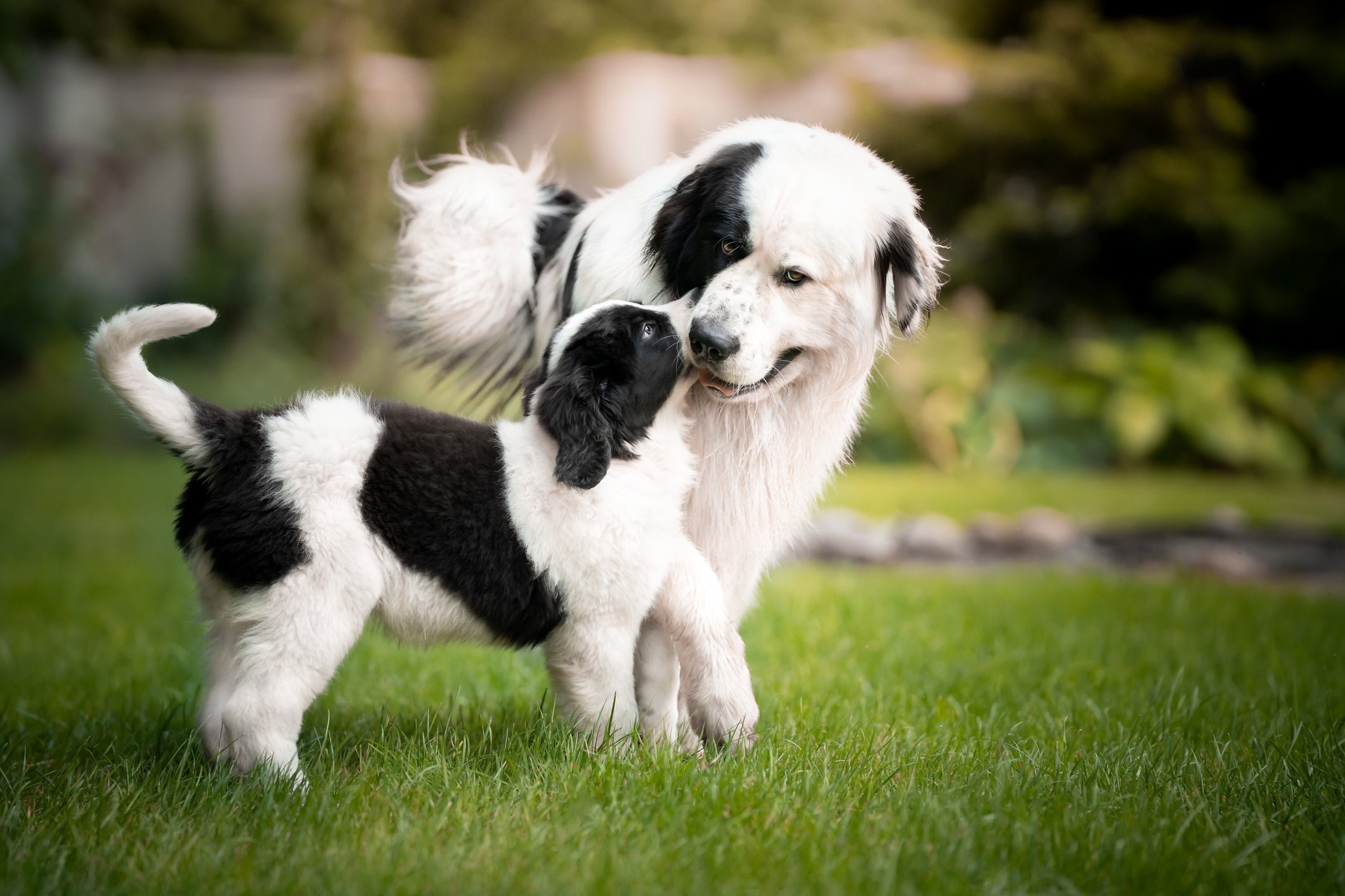 Como socializar cachorros: estimular a interação entre os animais é essencial