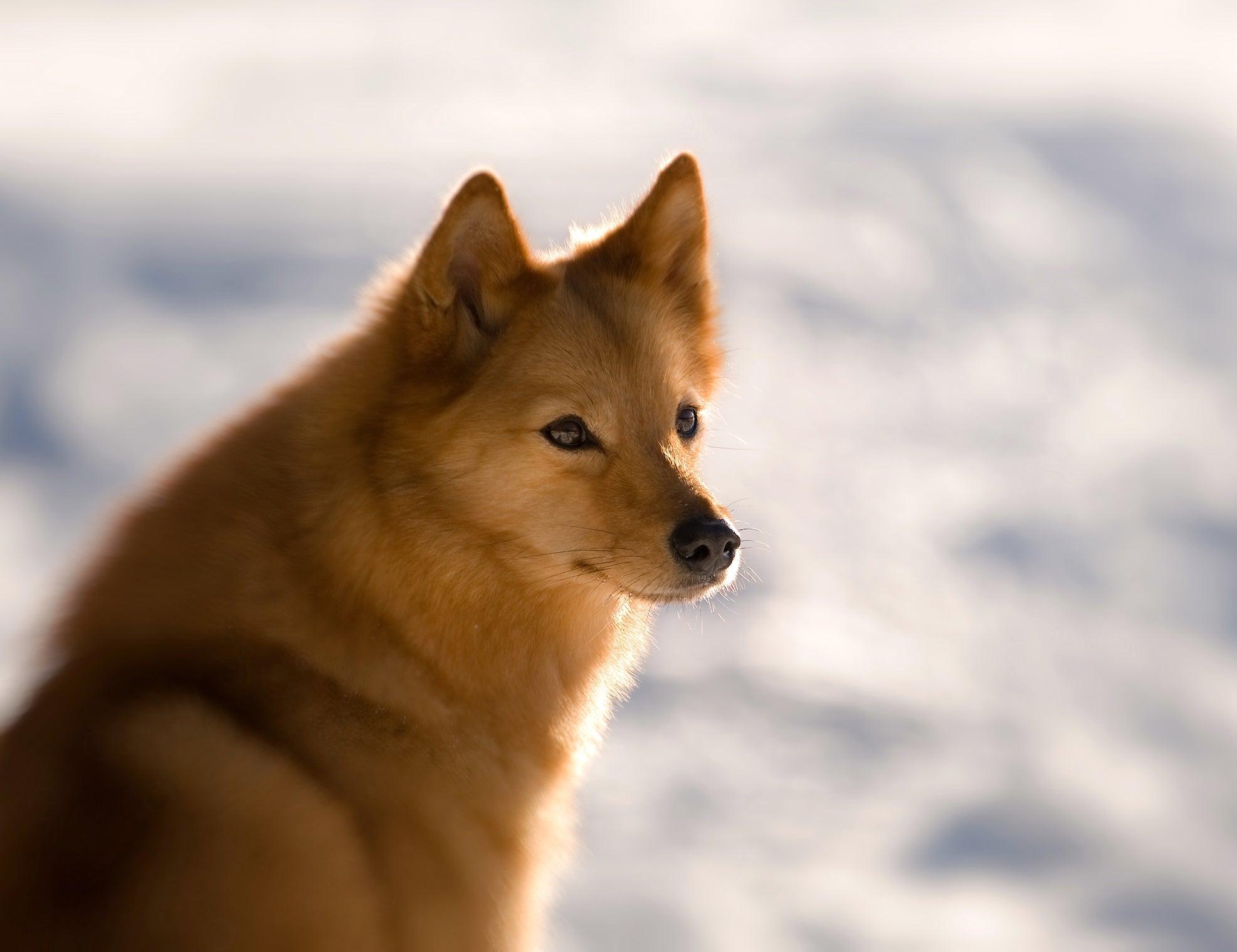 Cão Spitz Finlandês é ativo e aprecia momentos ao ar livre