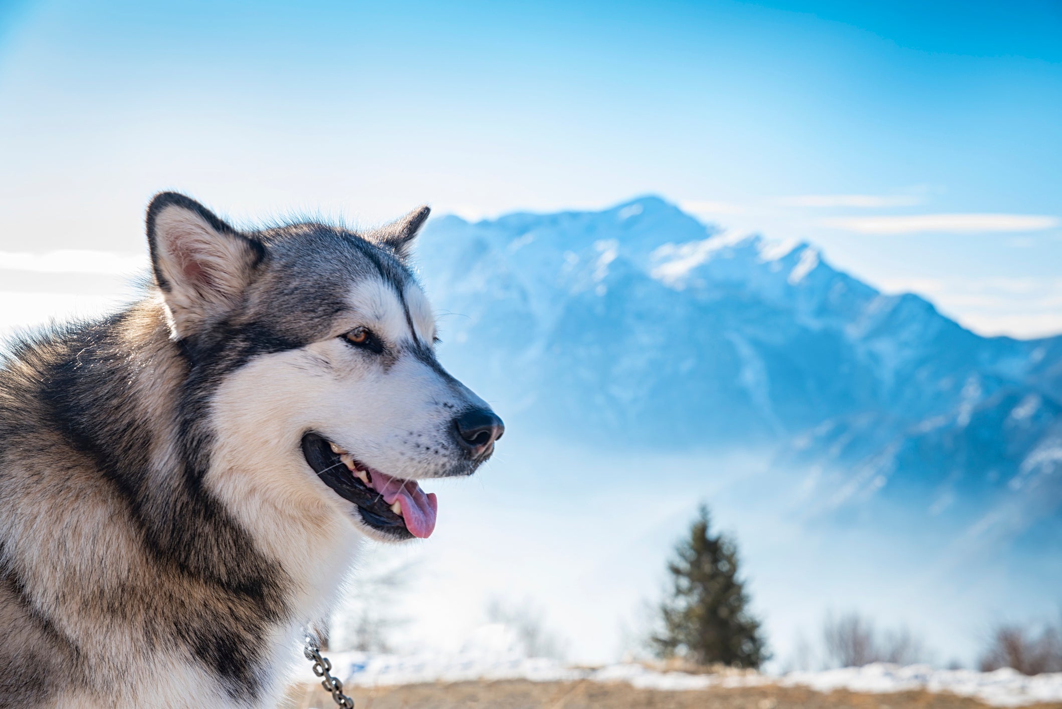 Malamute do Alasca com pelagem vermelha: parece raposa?