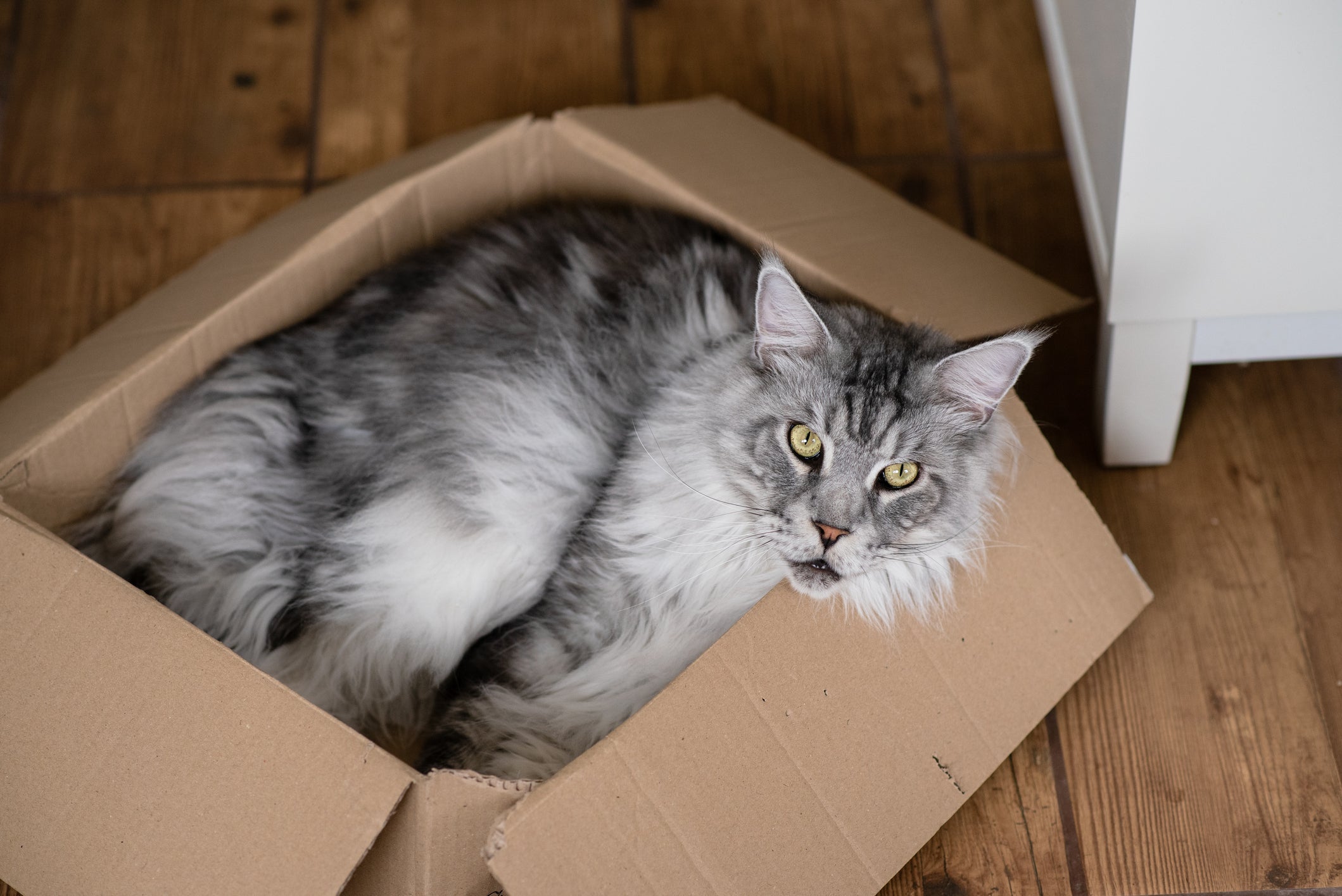 O Maine Coon está sempre em busca de um colo humano e um pouco de tranquilidade