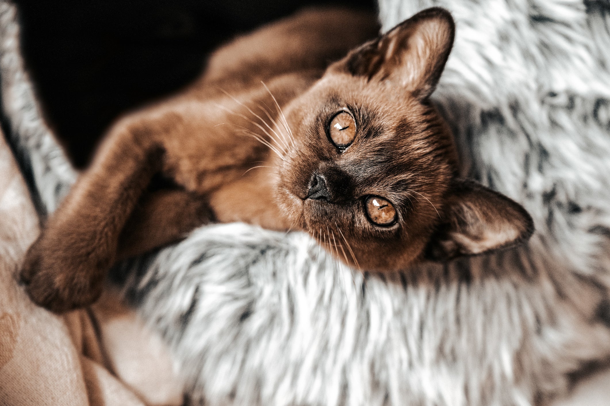 Birmanês: gato dessa raça costuma ser pouco ativo