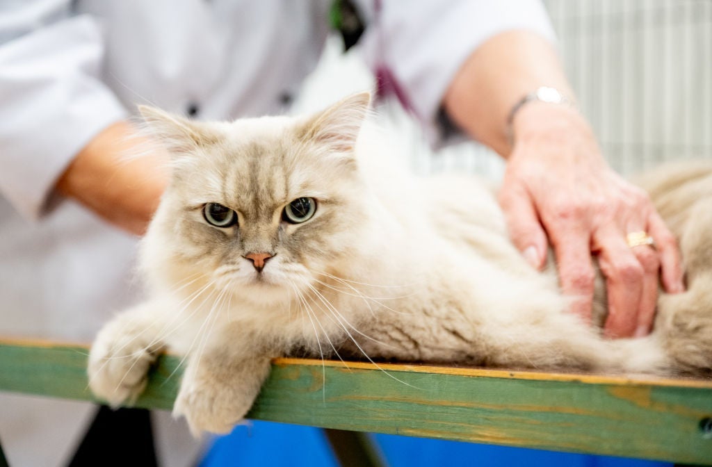 O gato Ragamuffin gosta mesmo é de tirar uma boa soneca e descansar