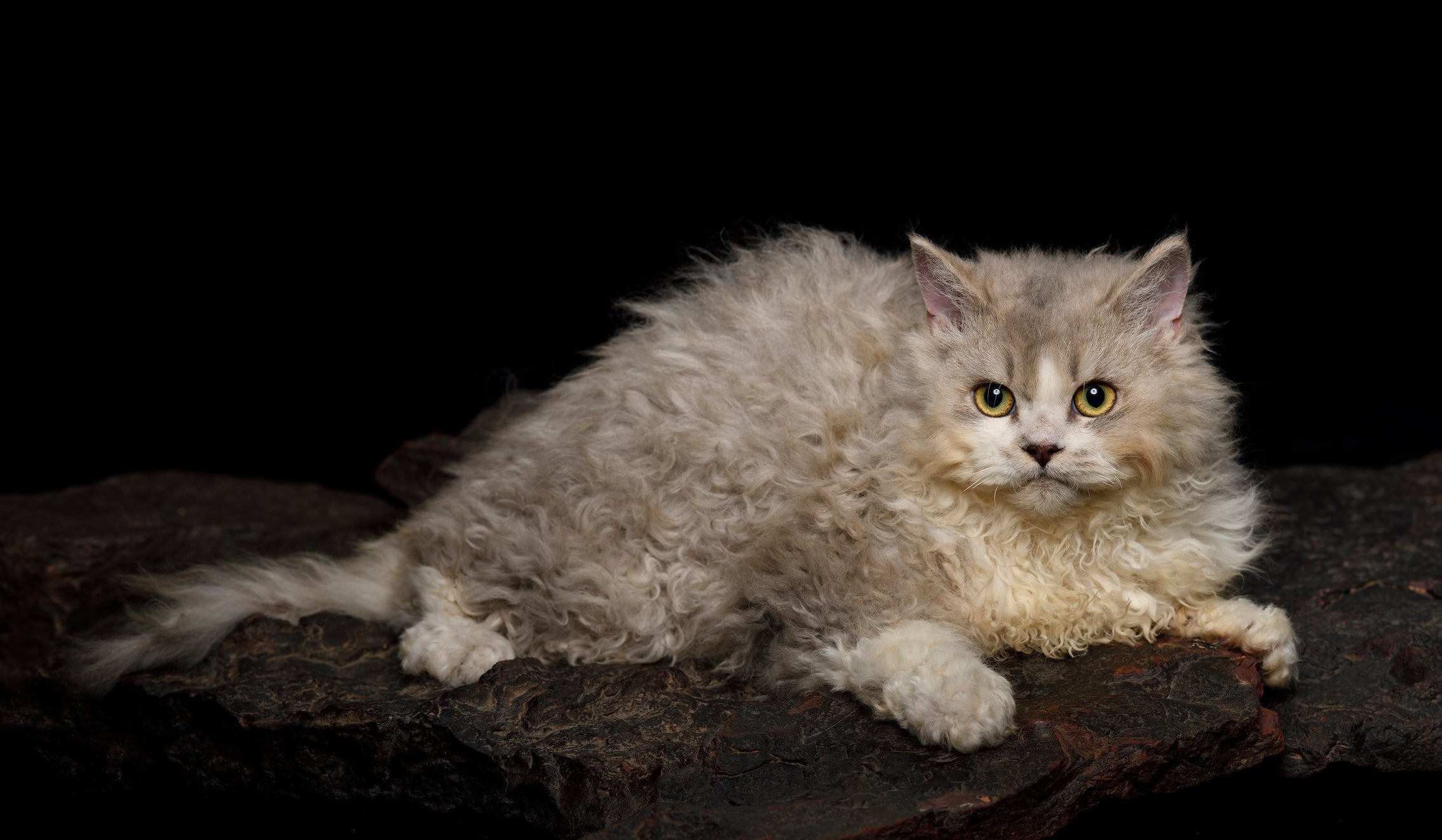 O lado preguiçoso do Selkirk Rex é um dos destaques dessa raça de gato