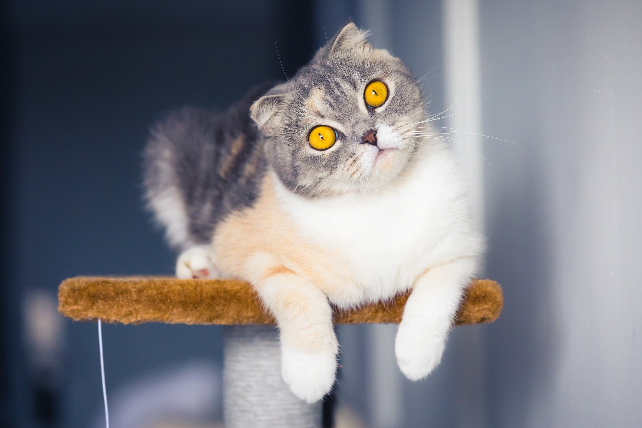 O Scottish Fold é a raçaa de gato ideal para quem não possui tanto tempo para brincadeiras e atividades