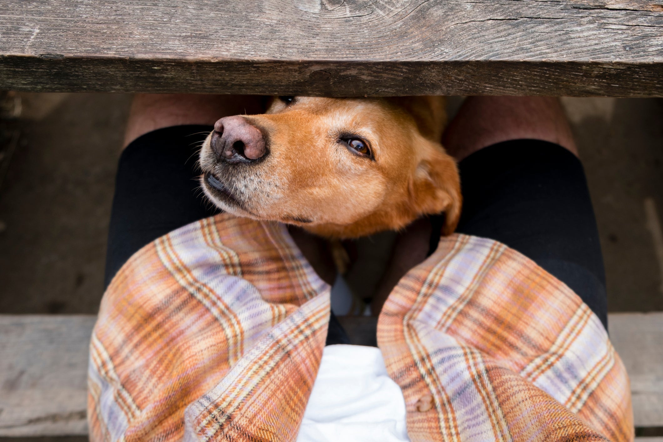Os cachorros cheiram as partes íntimas das pessoas para coletar informações