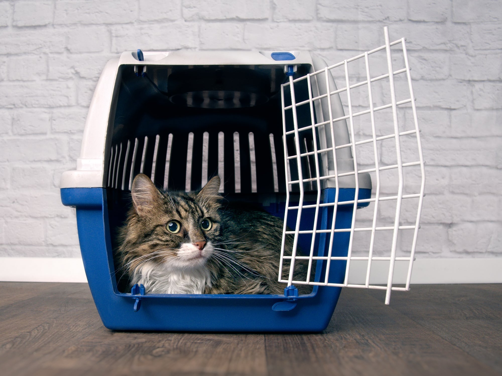Um dos itens para gatos mais importantes é a caixa transportadora, que facilita a ida ao veterinário e outros passeios