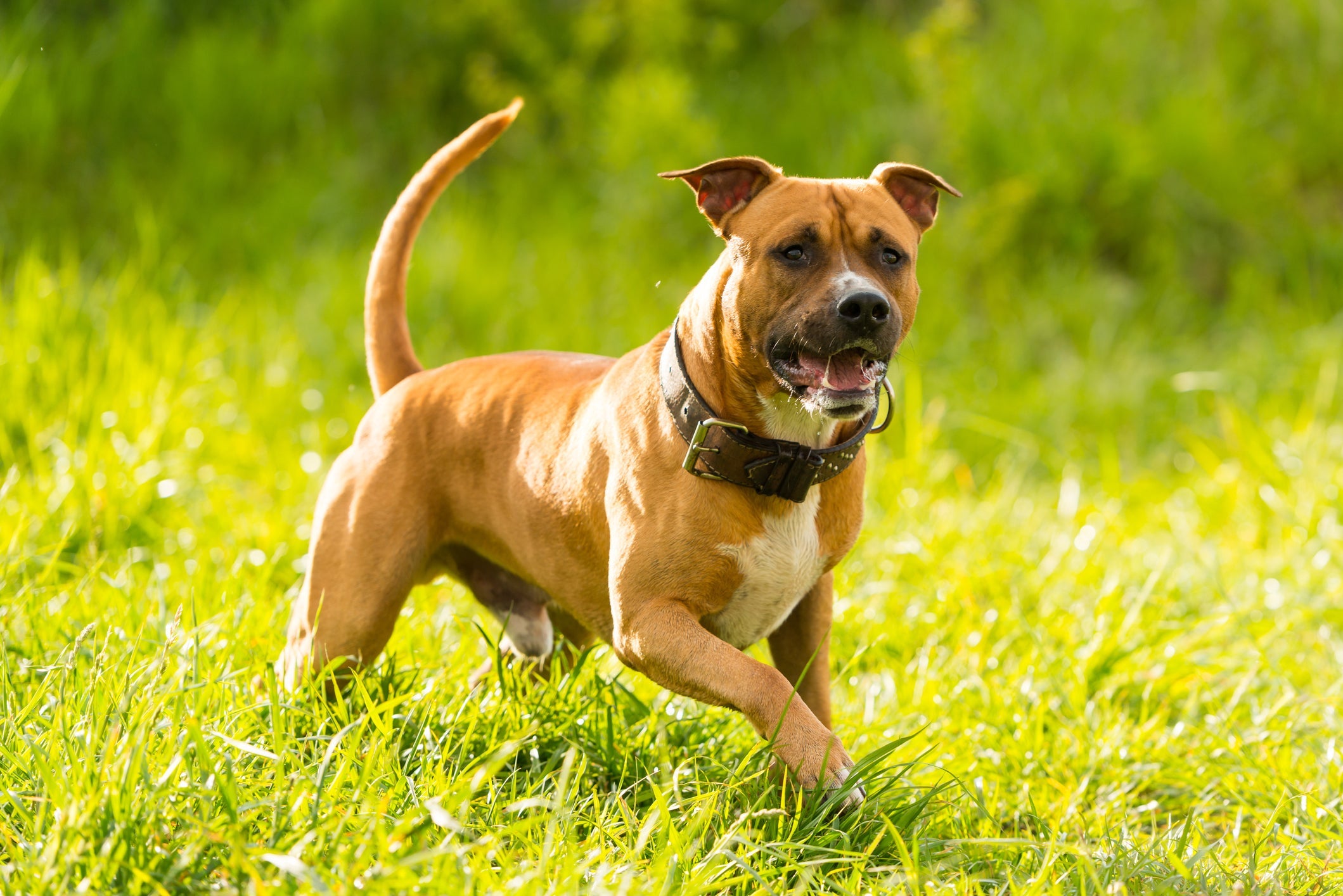 American Staffordshire Terrier é uma raça que faz de tudo para agradar o dono