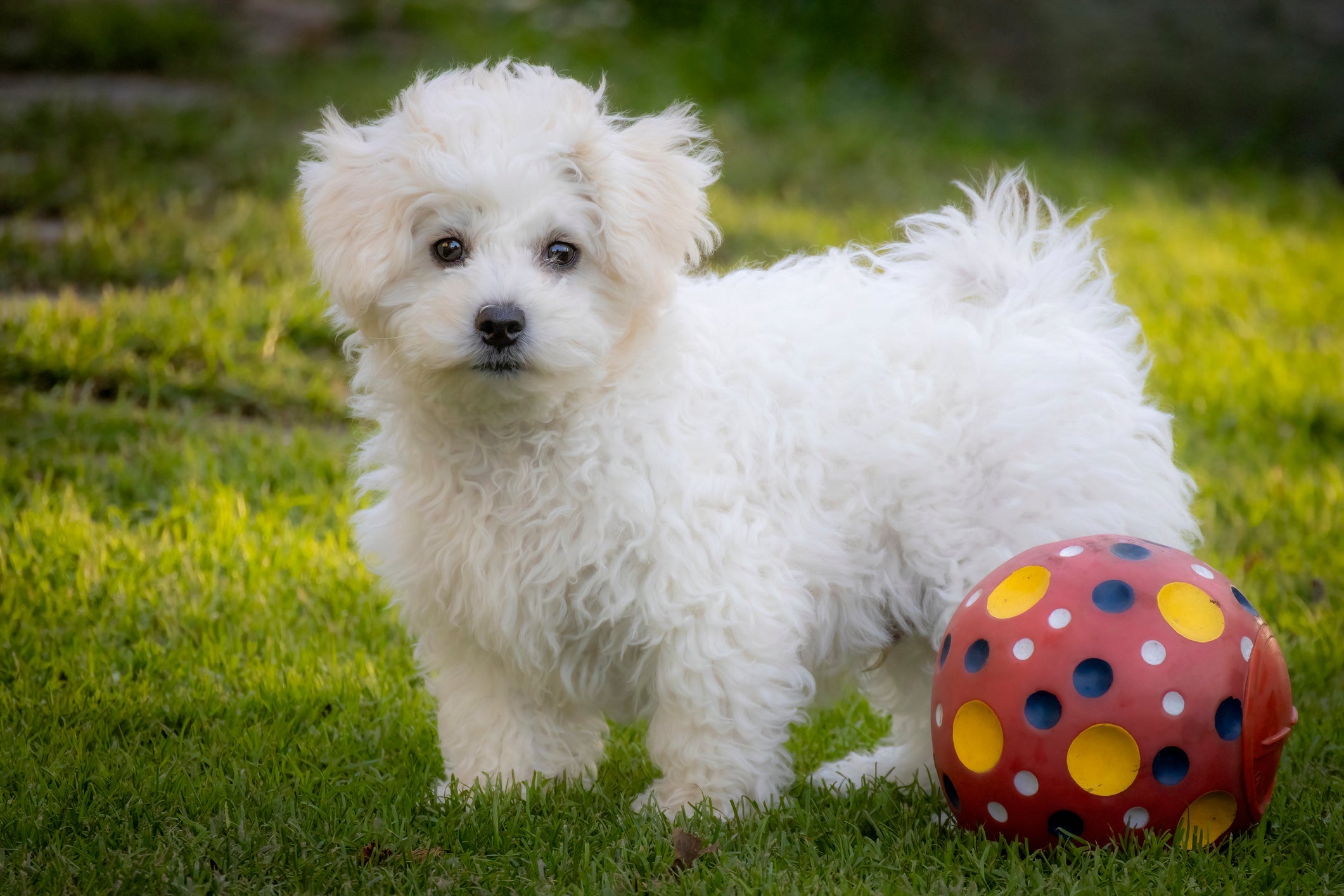 Os nomes de cachorro masculino podem fazer referência ao porte ou pelagem do pet