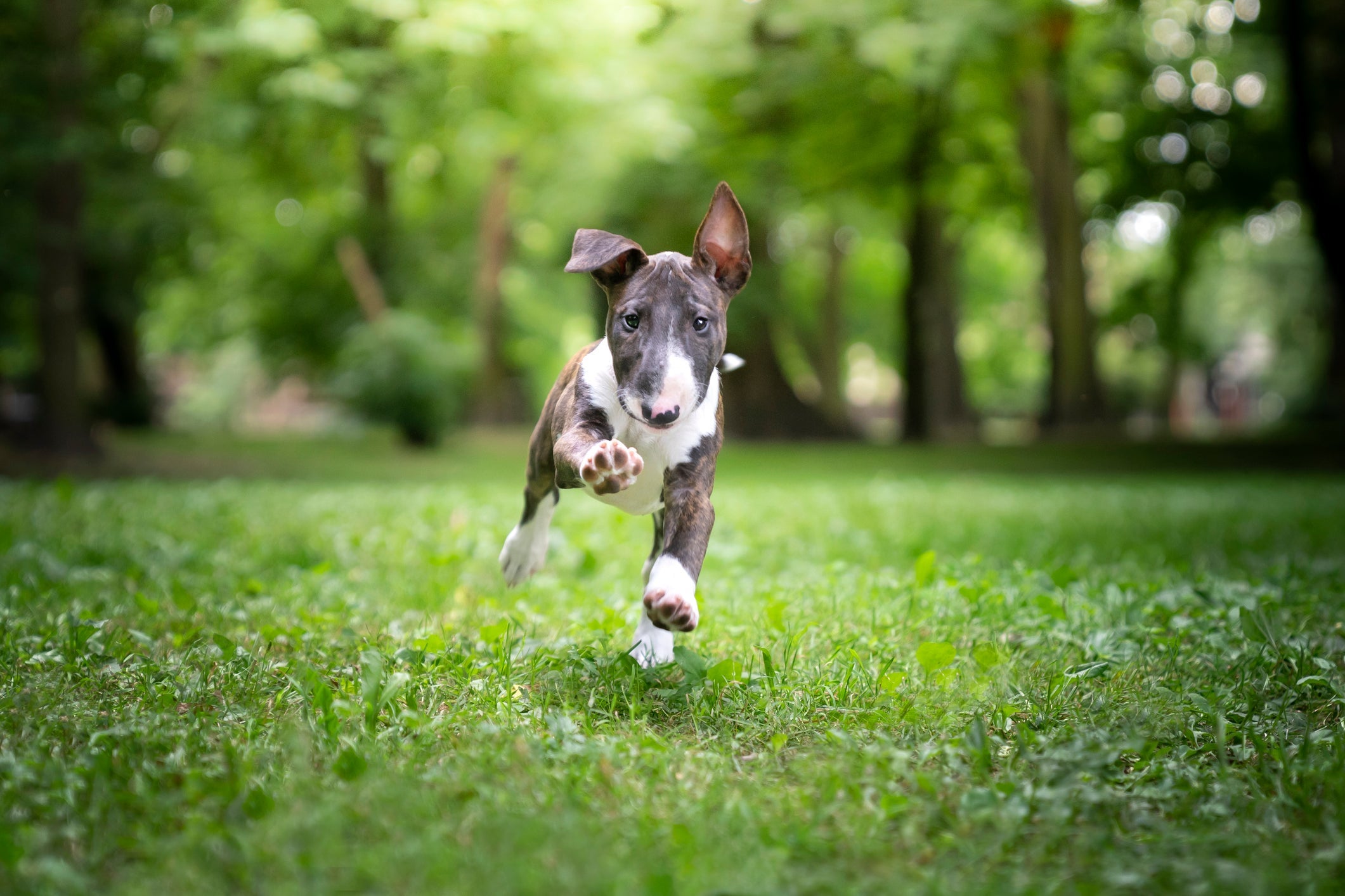 Bull Terrier: cachorro pode ter coloração diferente da clássica branca