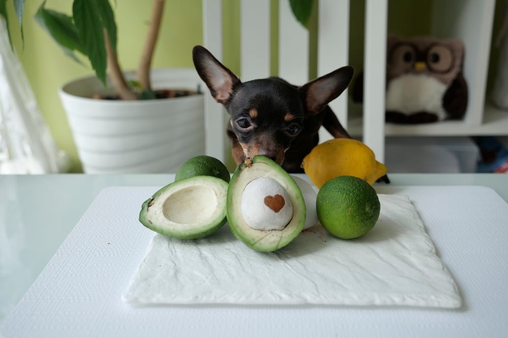 O abacate para cachorro é extremamente tóxico
