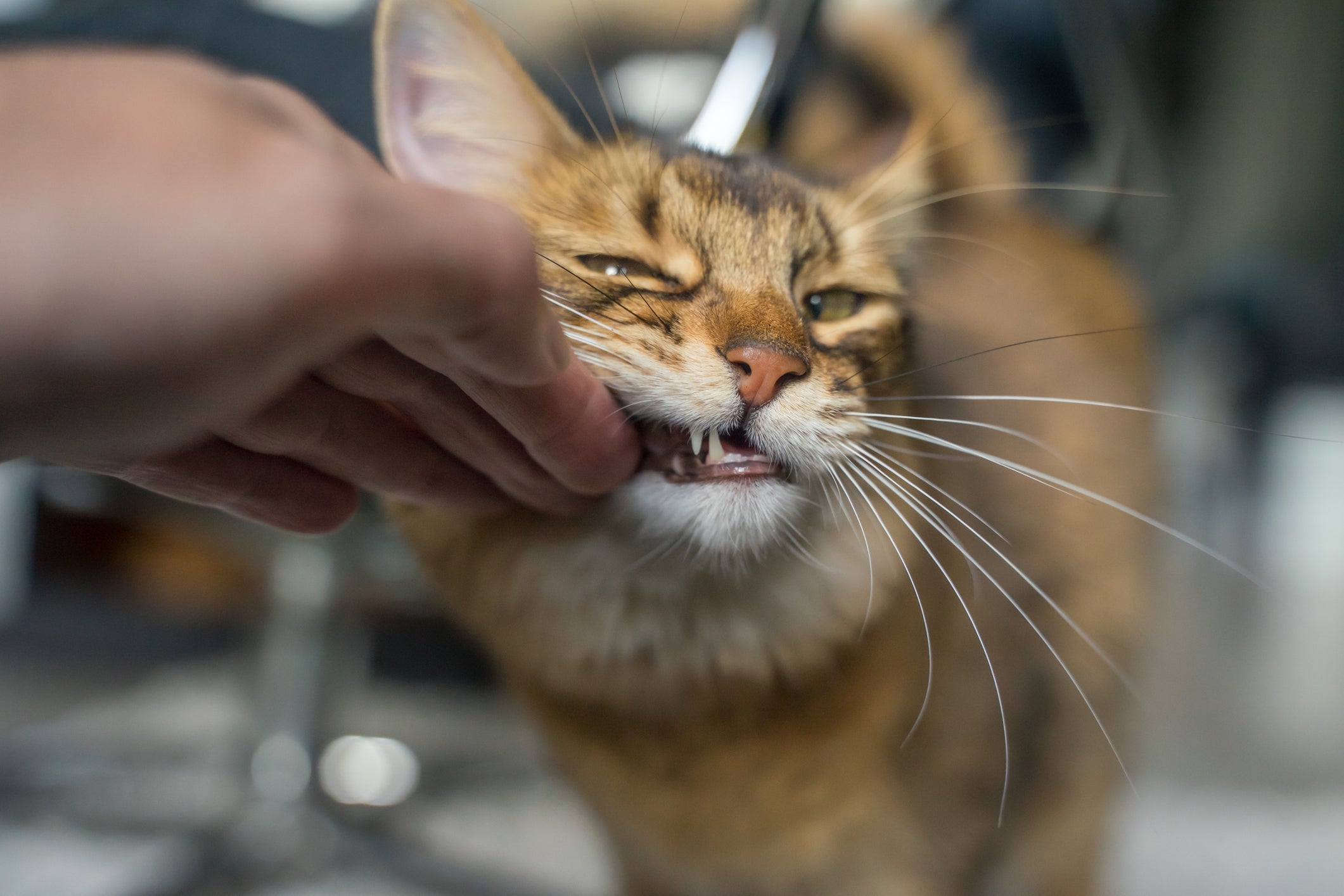 O Abissínio é uma das raças de gato mais antigas do mundo