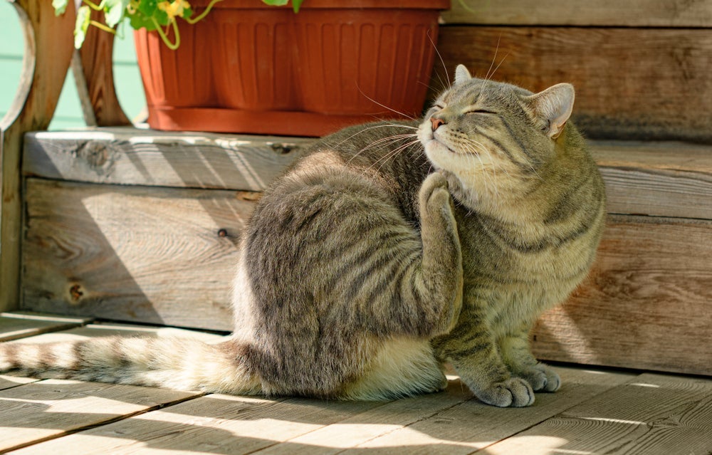 O abscesso no pescoço do gato é bem comum