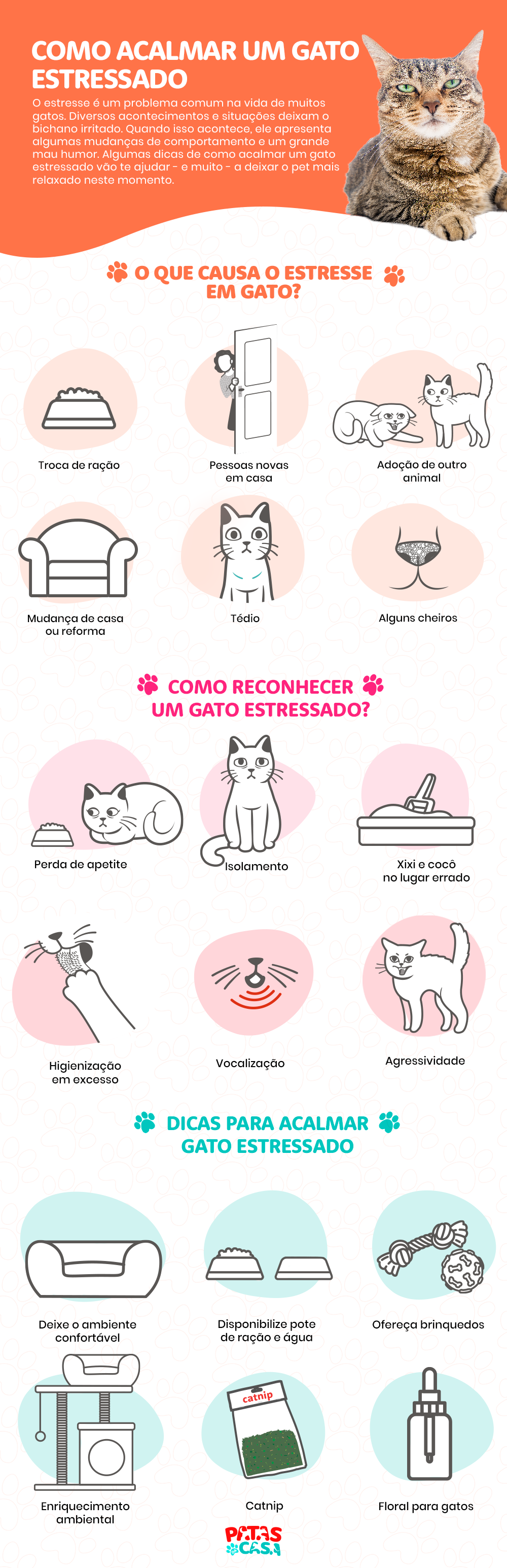O gato estressado pode estar passando por diferentes problemas e é papel do tutor deixá-lo mais calmo