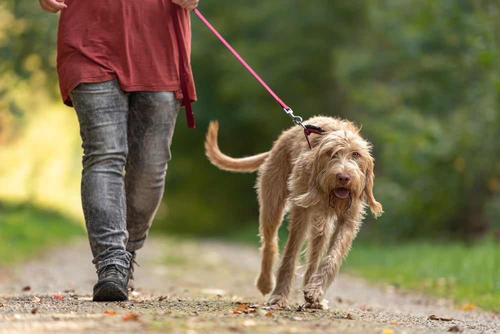 O carrinho para cachorro idoso não pode substituir as caminhadas. O exercício físico vai fortalecer a saúde do pet