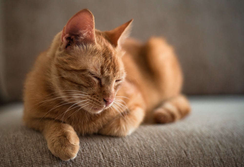 A acne em gatos pode evoluir para uma infecção mais grave se não for tratada