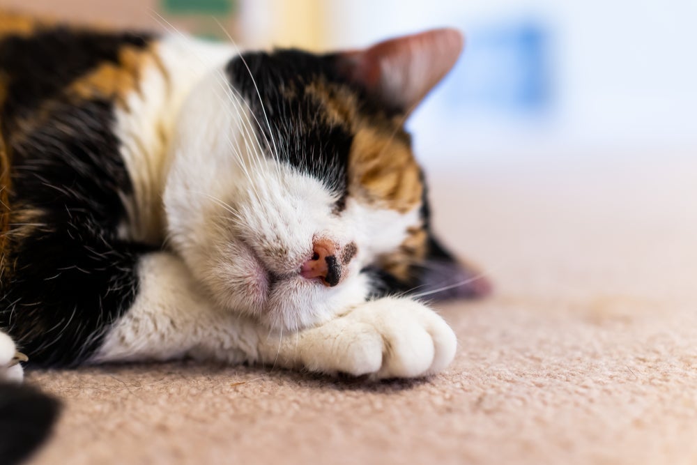 A acne felina pode formar pontinhos no nariz e queixo do pet