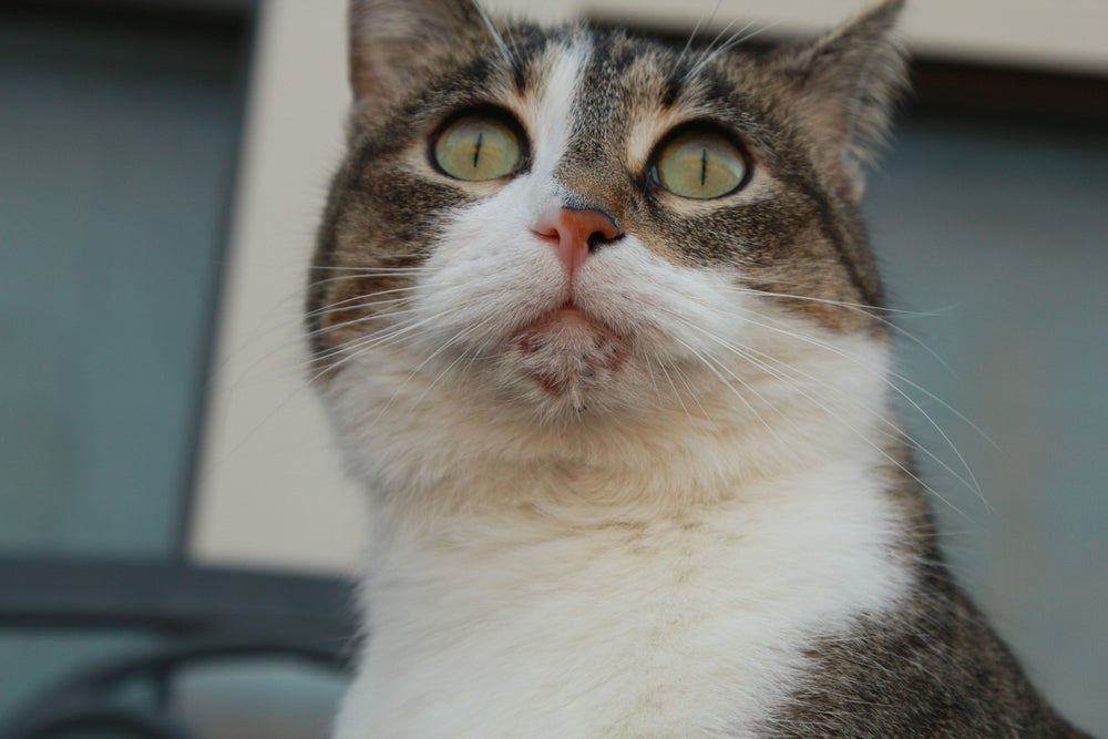A acne felina pode evoluir para uma espinha dolorosa