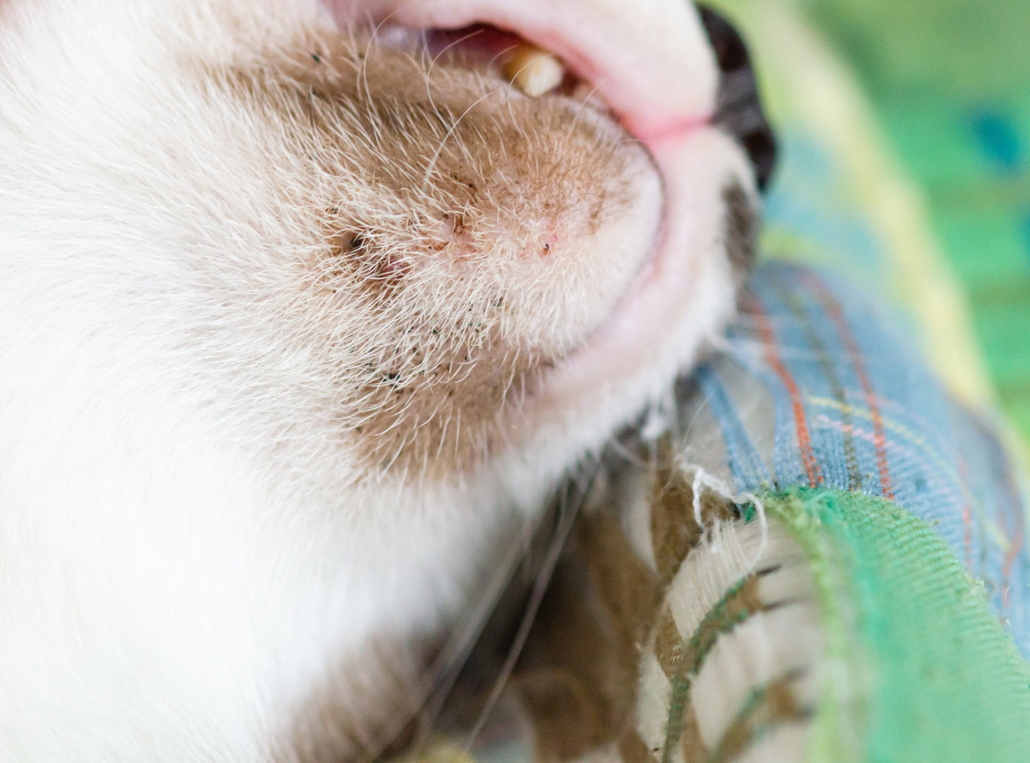 A limpeza da acne em gatos varia conforme o grau do distúrbio