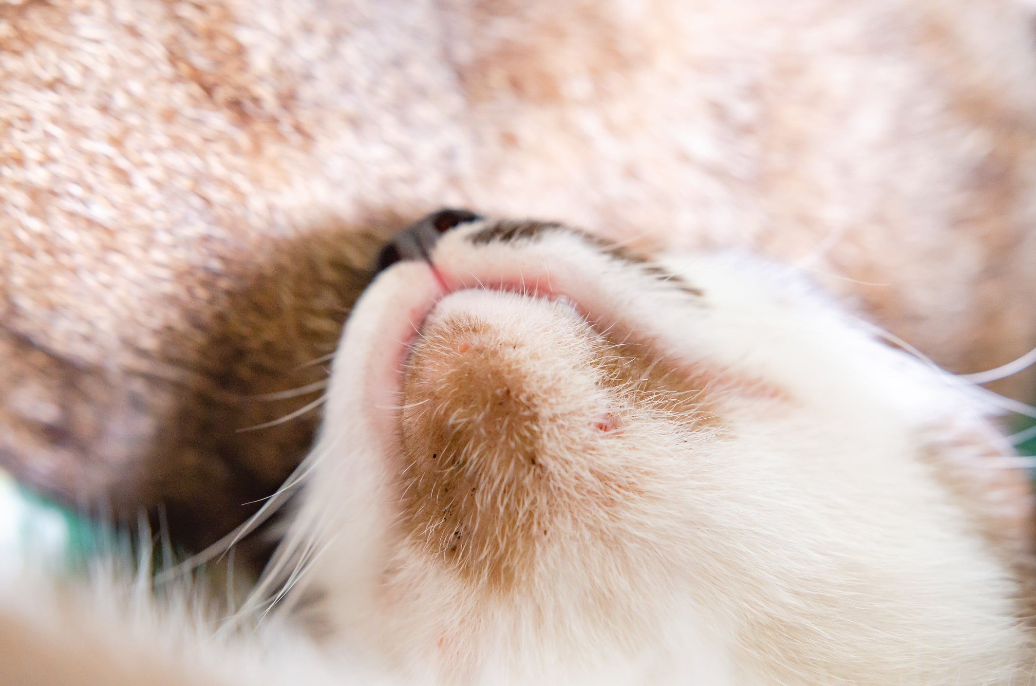 Conheça as principais caracterí­sticas da acne felina e saiba como prevenir e tratar a doença