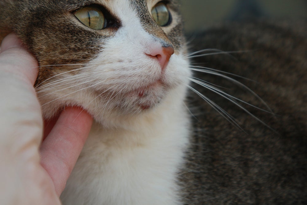 A acne felina pode evoluir para uma espinha dolorosa