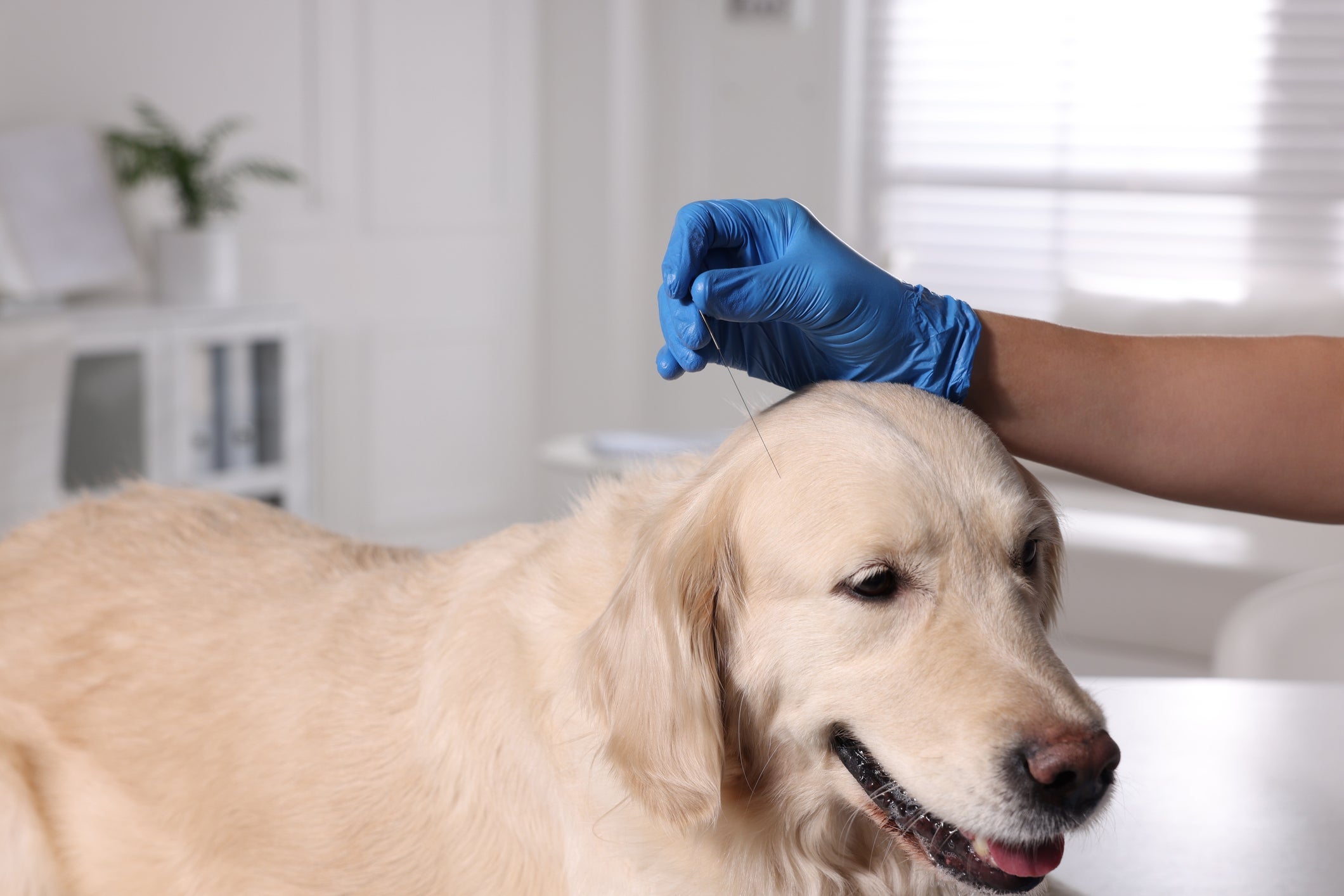Para tratar a hérnia de disco, cachorro pode ser orientado a realizar sessões de acupuntura