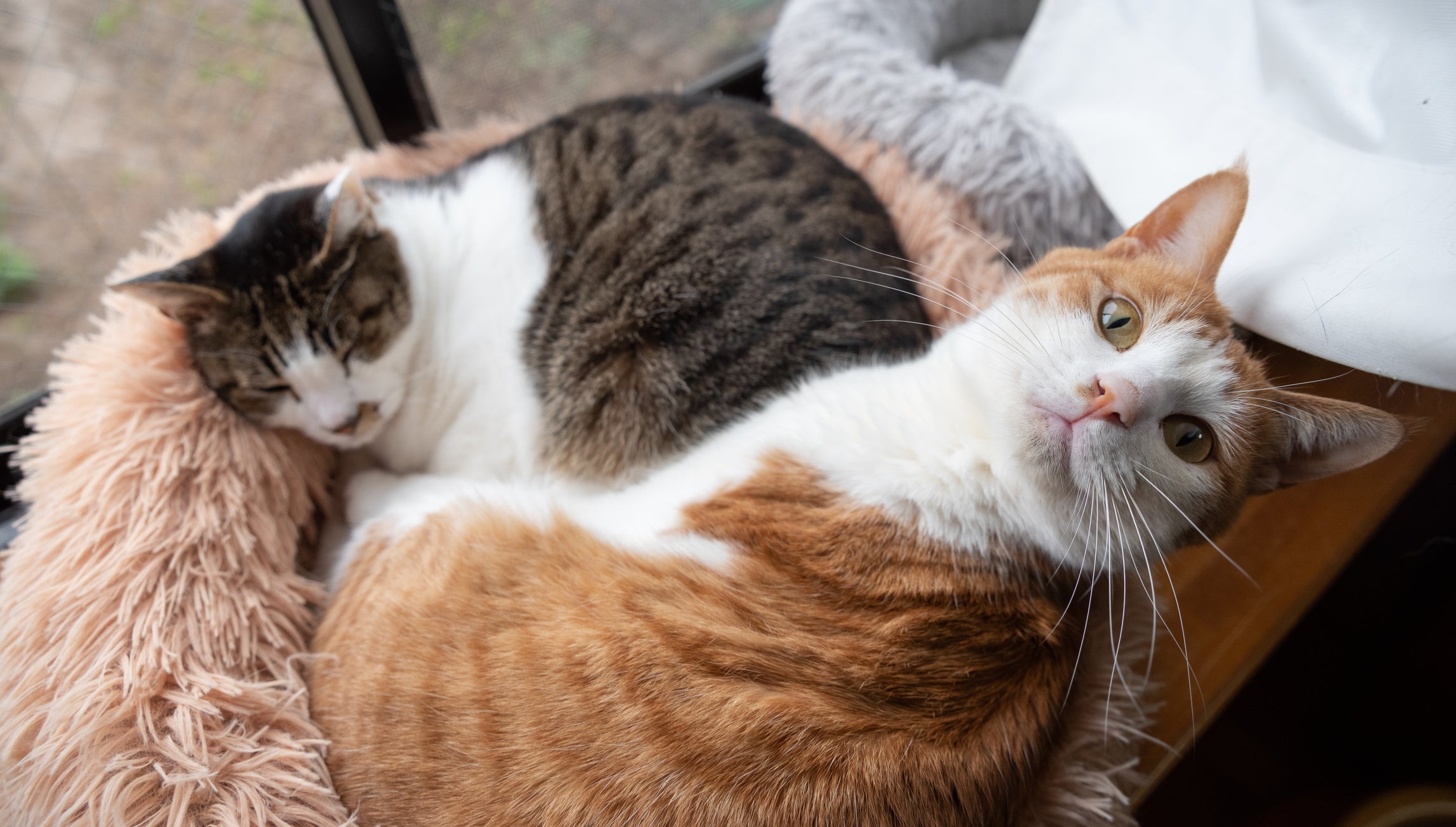 Depois da adaptação de gatos, os bichanos podem até virar melhores amigos