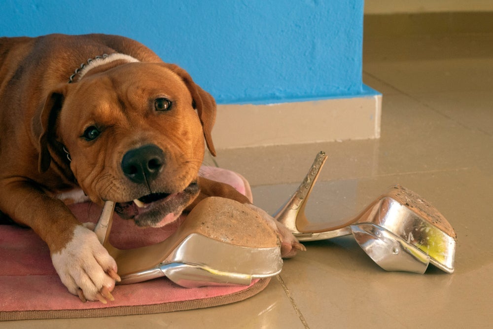 Um adestrador de cachorro pode ajudar em casos de pets que destroem móveis, objetos e sapatos