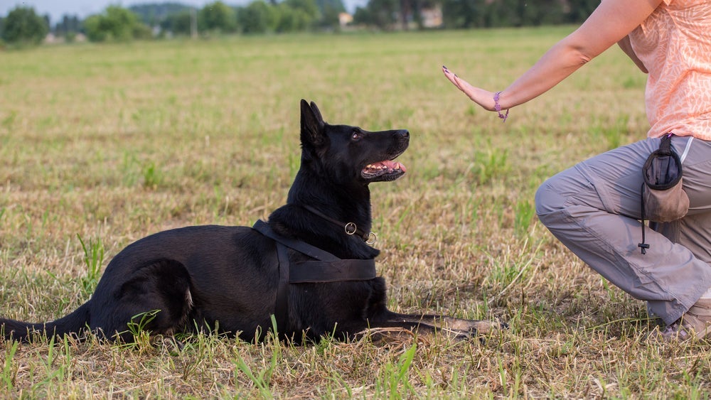 O adestrador de cães deve saber como adestrar cachorro filhote, adulto ou idoso