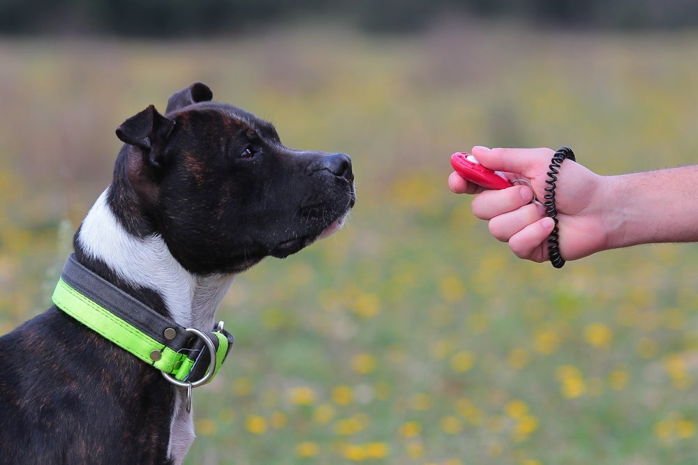 Adestramento canino: saiba como o clicker para cachorro pode ajudar no treinamento. 