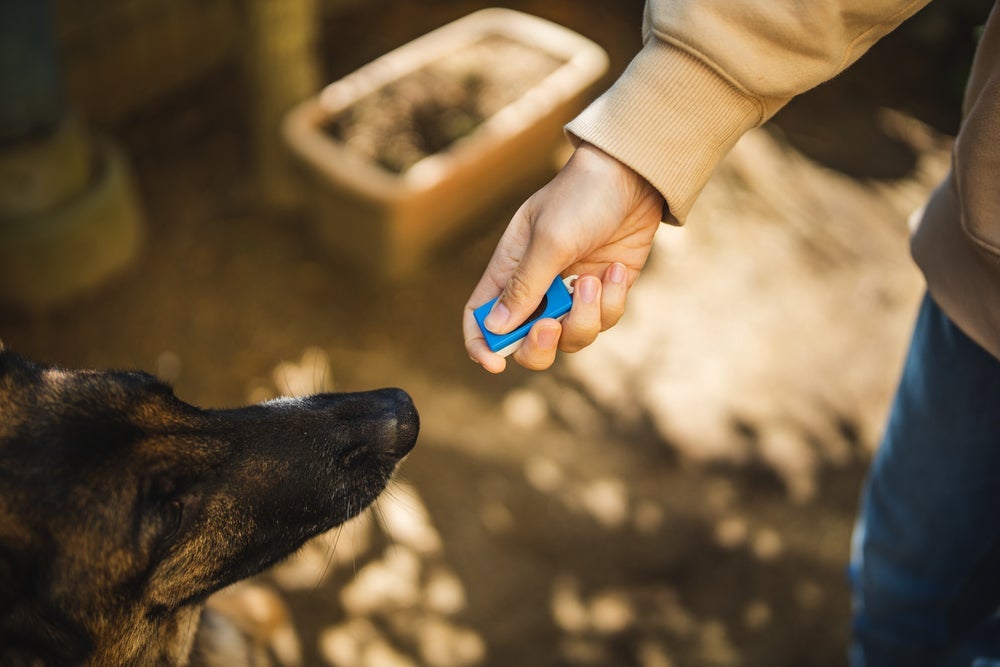 O clicker e os petiscos serão seus aliados no processo de como adestrar um cachorro