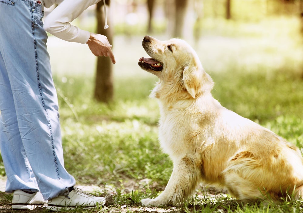 Aprender como ensinar o cachorro a sentar e deitar pode ser muito útil no dia a dia.
