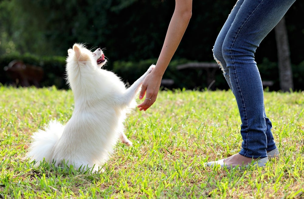 O adestramento de cachorro é necessário até para os animais de porte pequeno.