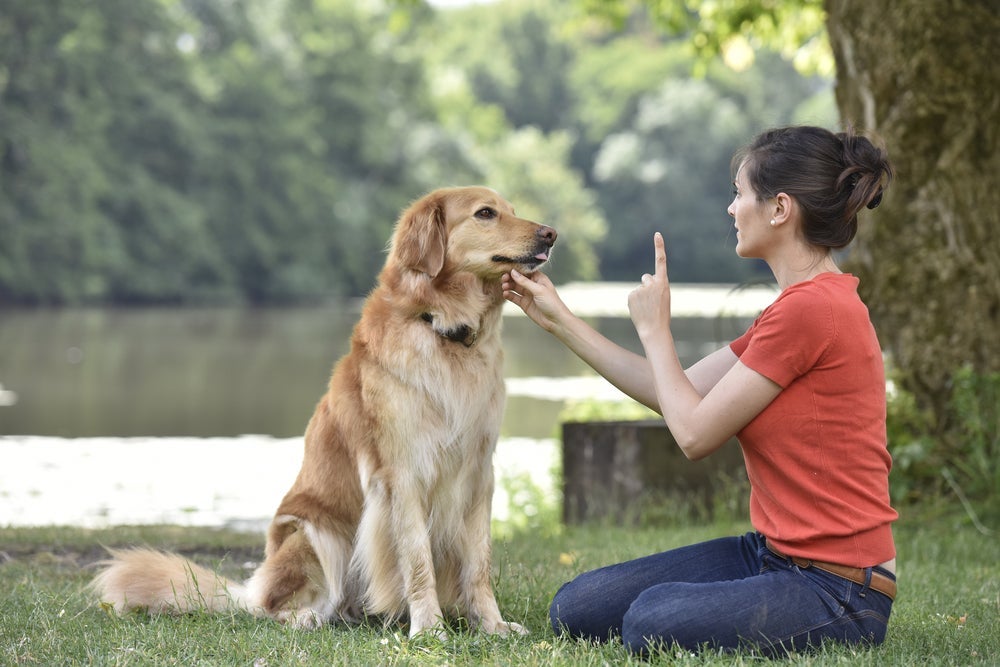 O adestramento de cães pode ajudar a amenizar comportamentos e atitudes indesejadas no seu amigo