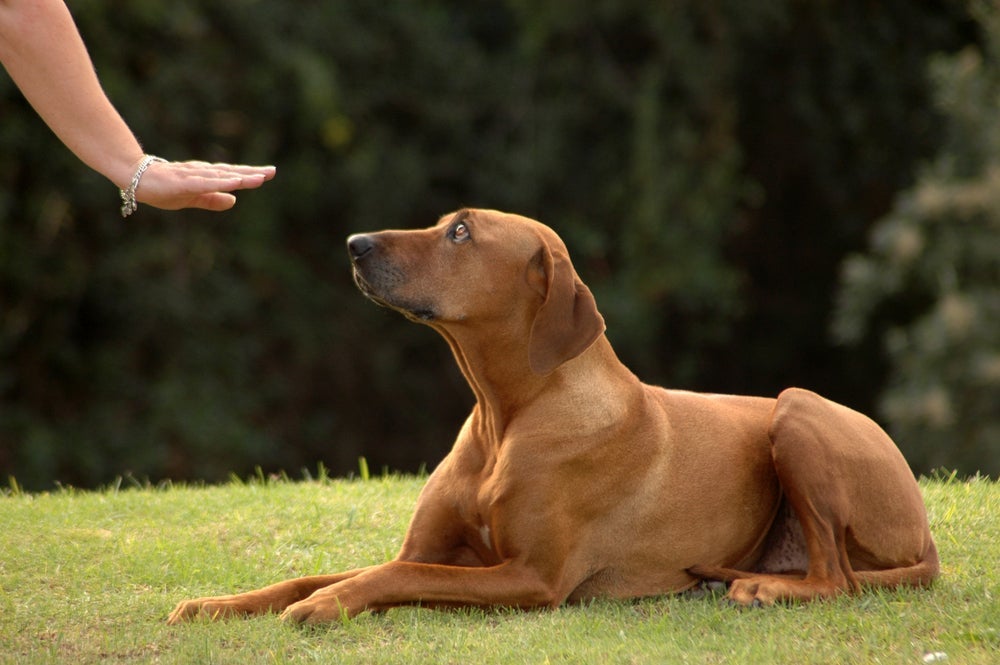 O adestramento de cães pode melhorar significativamente o comportamento canino durante o passeio