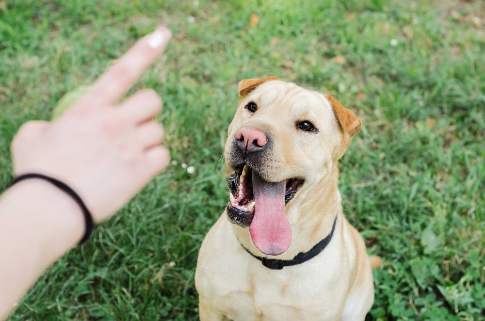 O adestramento de cachorro melhora sinais de agressividade e destruição, dentre outros problemas