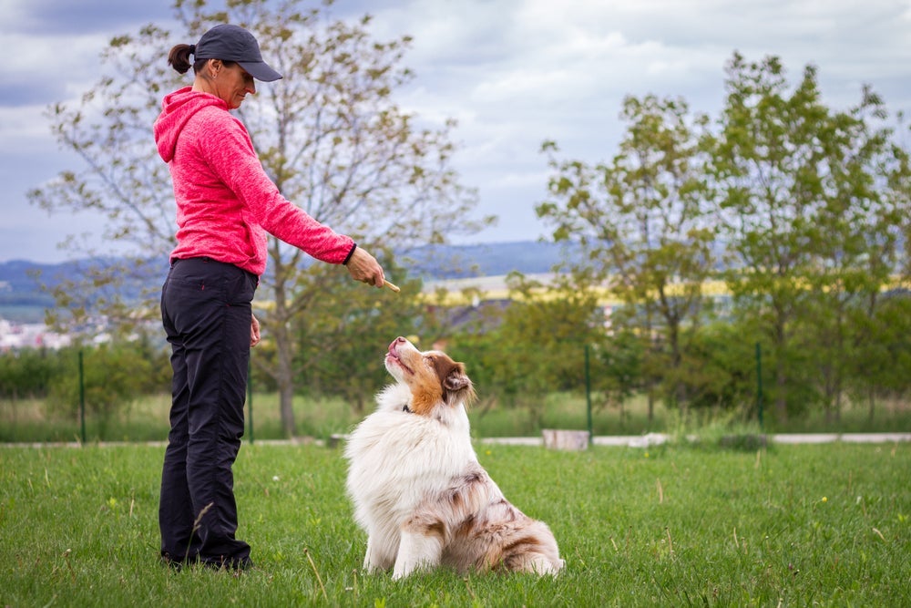 Só depois do cachorro sentado é que o tutor deve começar o treino para ele dar a pata
