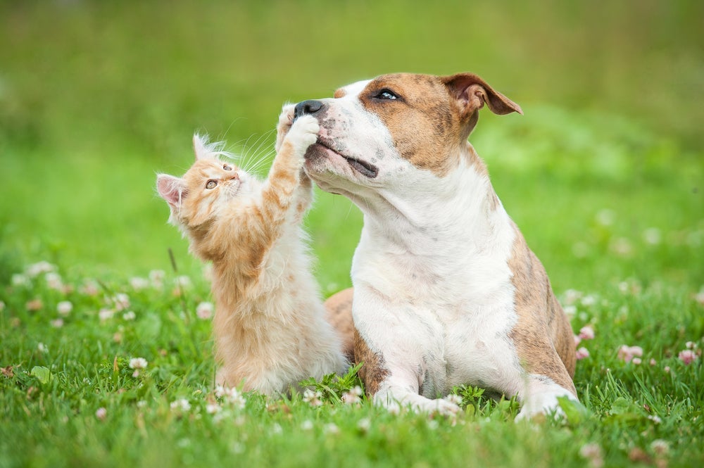 Com o adestramento de cães, é possível fazer com que cachorro e gato tenham uma boa relação