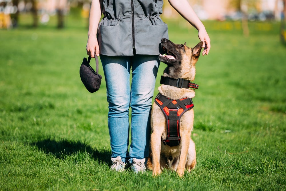 Um curso de adestramento de cães é super válido para quem está no início da carreira