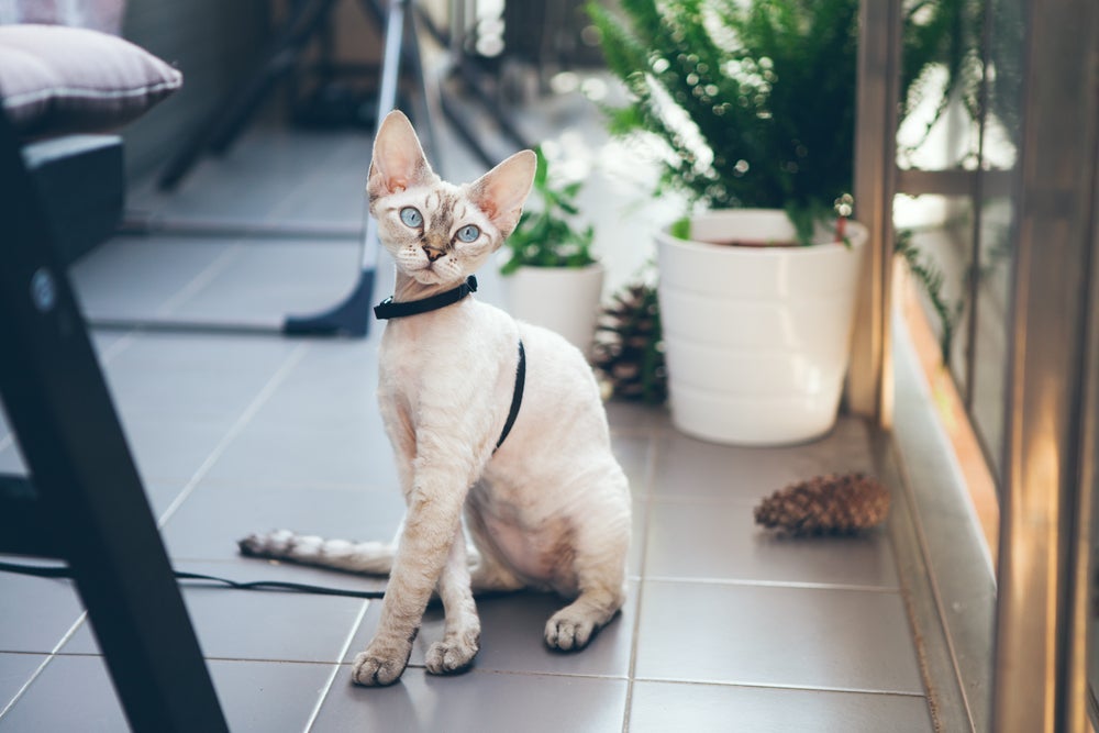 Adestramento de gatos: ensine o seu peludinho a sentar com o passo a passo abaixo!