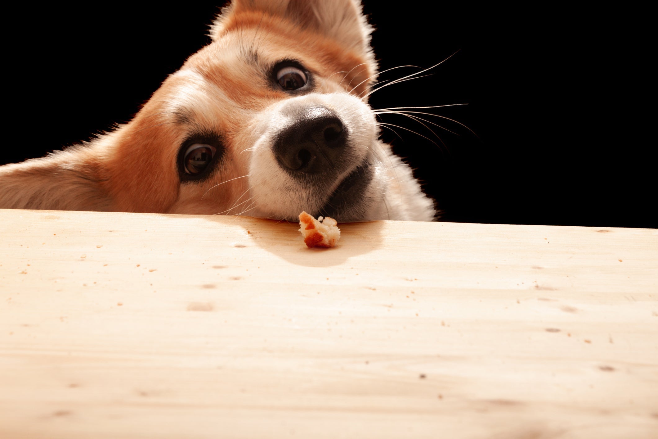 As brincadeiras para fazer com cachorro ficam mais interessantes para o animal quando envolve recompensas