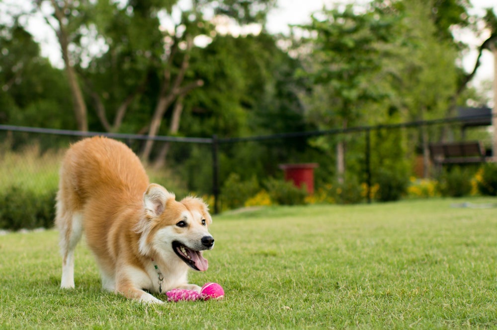 Antes de adestrar cachorro, deixe o animal à vontade e tranquilo em um ambiente que ele goste