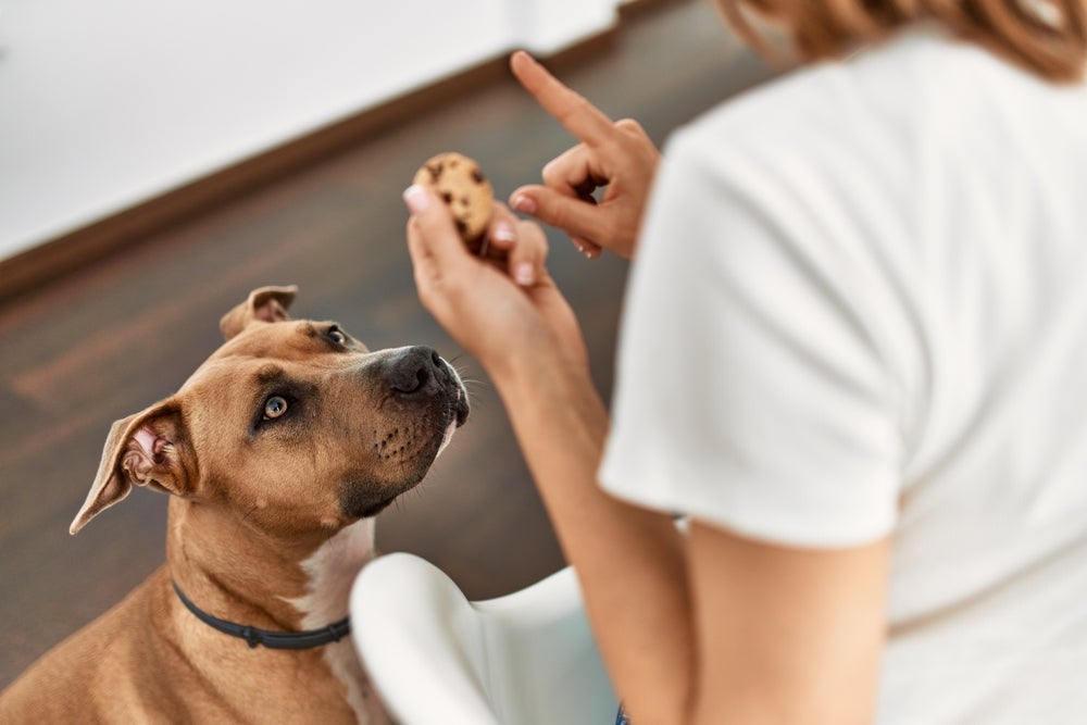 Ao adestrar cachorro filhote, corrija os erros com um não