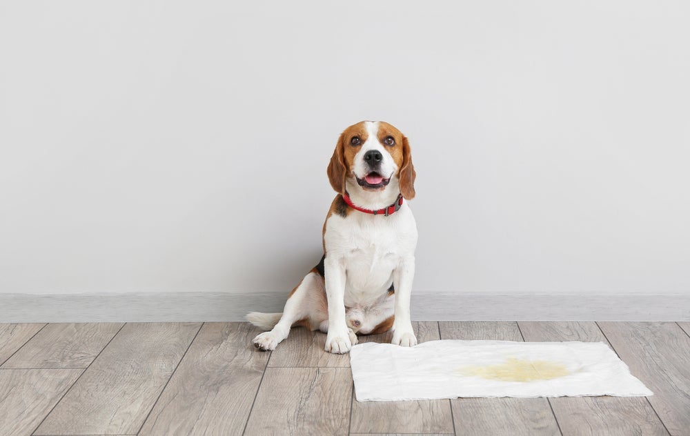 É bom saber como adestrar seu cachorro filhote para usar o tapete higiênico