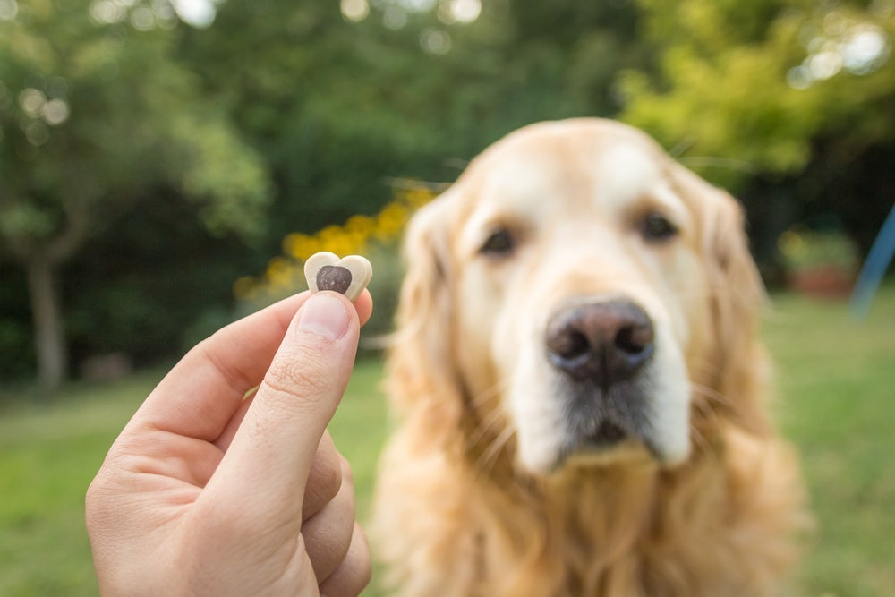 Como adestrar cachorro filhote: os petiscos funcionam como um reforço positivo