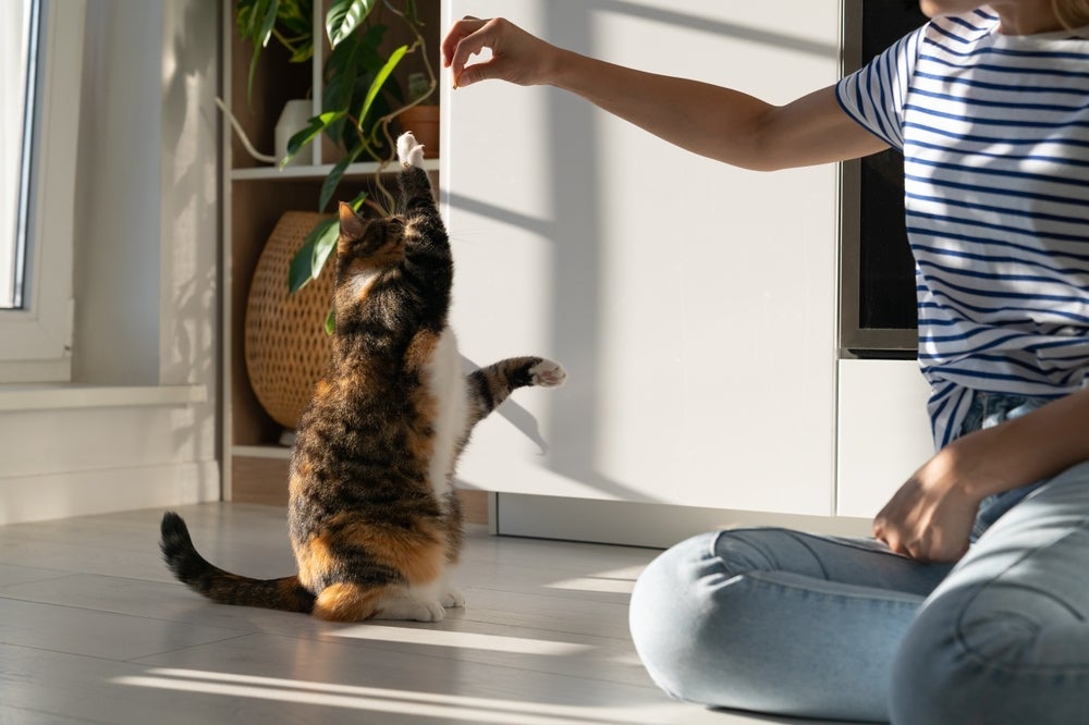 Adestrar gato: é possível ensinar seu gatinho a passear de coleira e guia na rua!